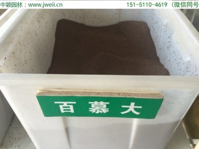 百幕大草坪怎么撒种子
