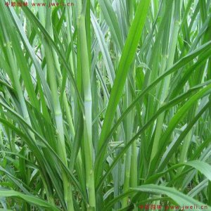甜象草种植技术和方法