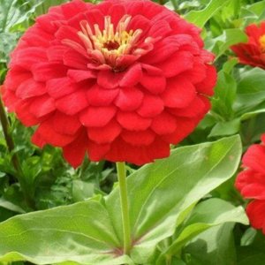百日草花种子秋季播种