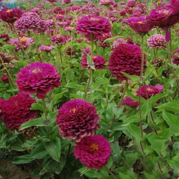 1653625843897653.jpg 百日草-(4)_副本.jpg