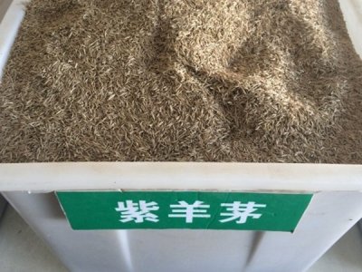 紫羊茅草坪种子价格？