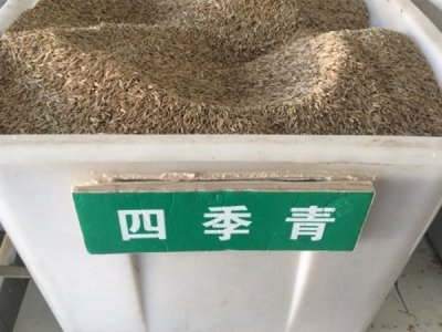 浙江四季青草坪种子价格