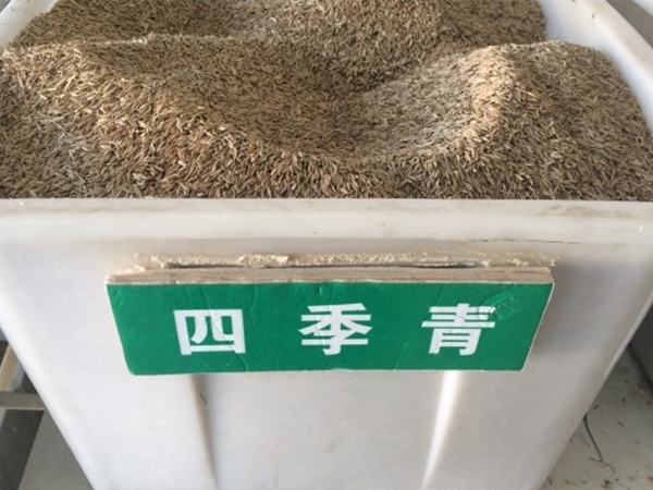四季青草坪1.jpg