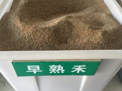 早熟禾草坪种子批发价格