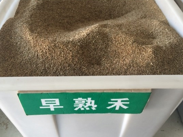 1654531047836551.jpg 早熟禾1.jpg