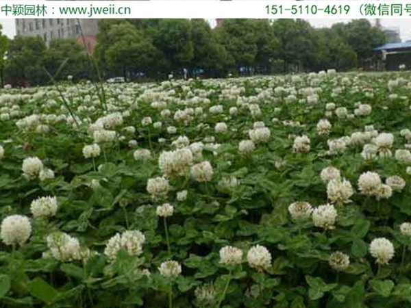 1654595590422970.jpg 白三叶草9.jpg