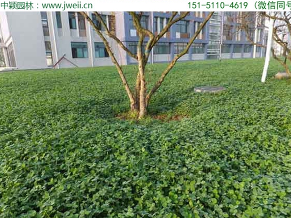 1654595610285123.jpg 白三叶草11.jpg