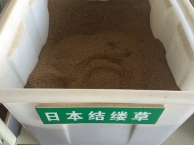 广州兰引三号草坪种子批发价格