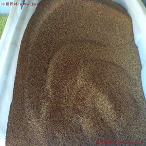 草坪三叶草种子价格