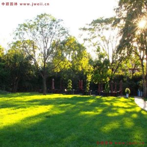 美国四季青草坪种子价格