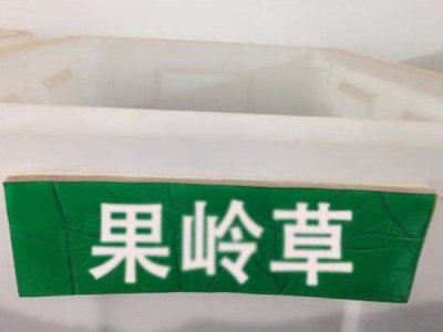 草坪果岭草种子批发价格
