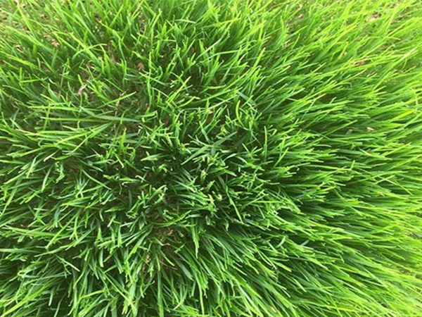 黑麦草4.jpg