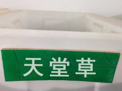 天堂草草坪种子价格