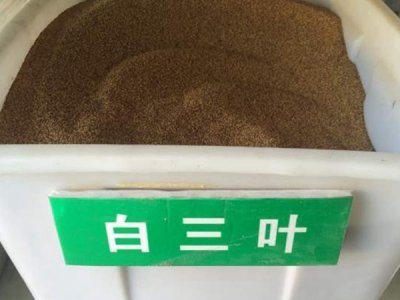  白三叶草坪种子价格如何