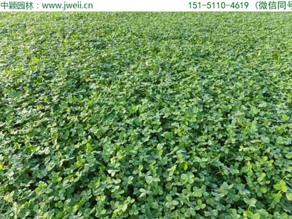 白三叶草10.jpg