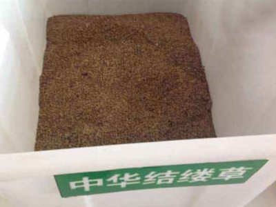 中华结缕草草坪种子价格