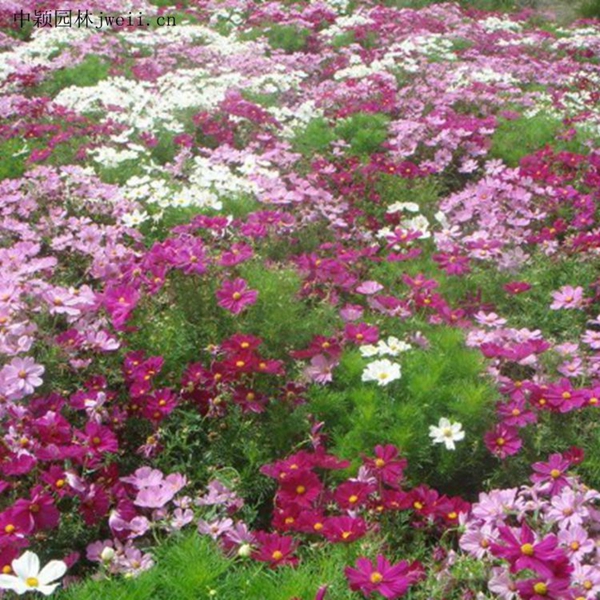 1655269346955278.jpg 格桑花14_副本.jpg