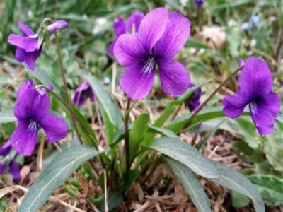 紫花地丁在北方能越冬吗？