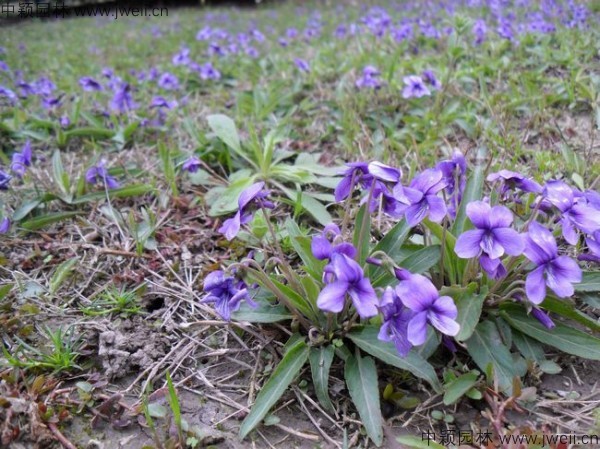 1655276126365966.jpg 紫花地丁17.jpg