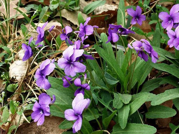 1655276147685010.jpg 紫花地丁19.jpg