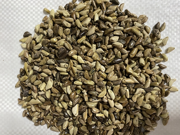 1655290868216650.jpg 玉米草12.jpg