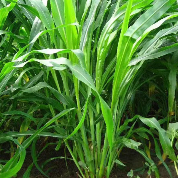 1655290971185451.jpg 玉米草15.jpg
