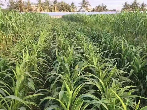 1655290999175991.jpg 玉米草4.jpg