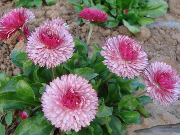 1655382121959376.jpg 雏菊3.jpg