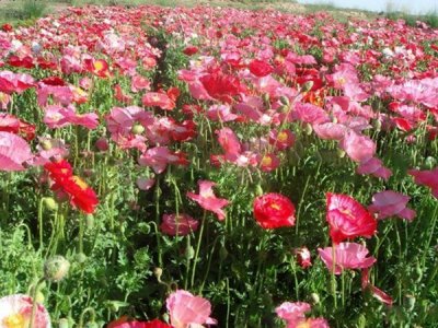 露地草花种子播撒方法？