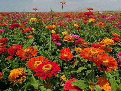 草花种子需要浸种催芽吗？