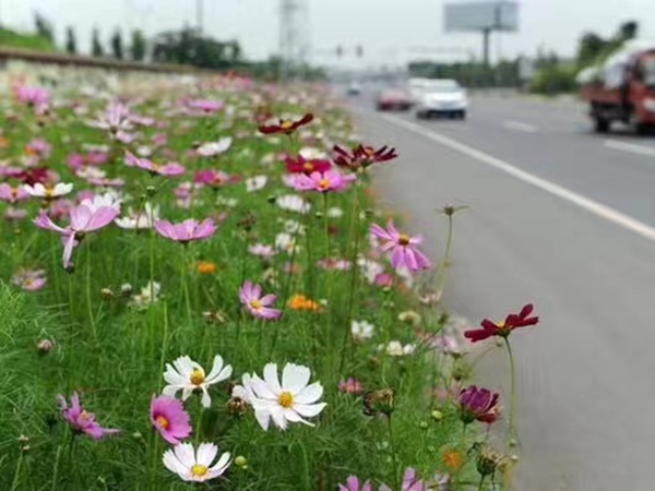 1655437910951440.jpg 格桑花20.jpg