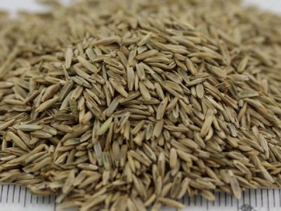 牧草种子批发多少钱一斤？
