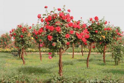  易活草花种子哪家信誉好？