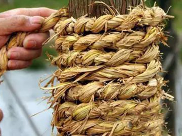 1661138208469339.jpeg 草绳02.jpeg