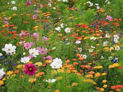 四季草花种子种植