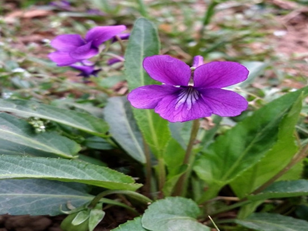 紫花地丁11.jpg