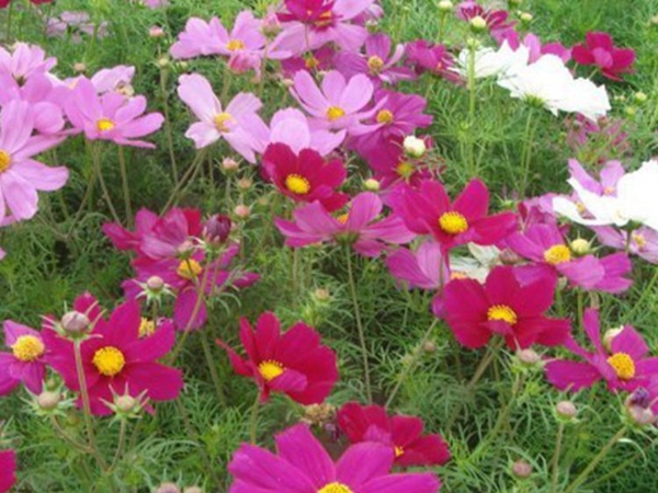 1663916271865921.jpg 格桑花5_副本.jpg