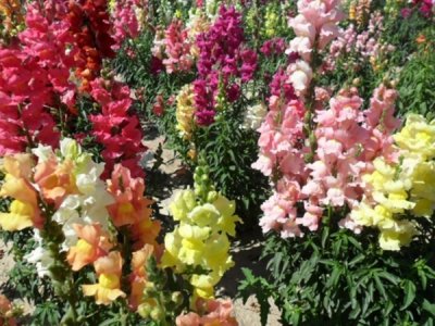 金鱼草花种子哪里实惠？