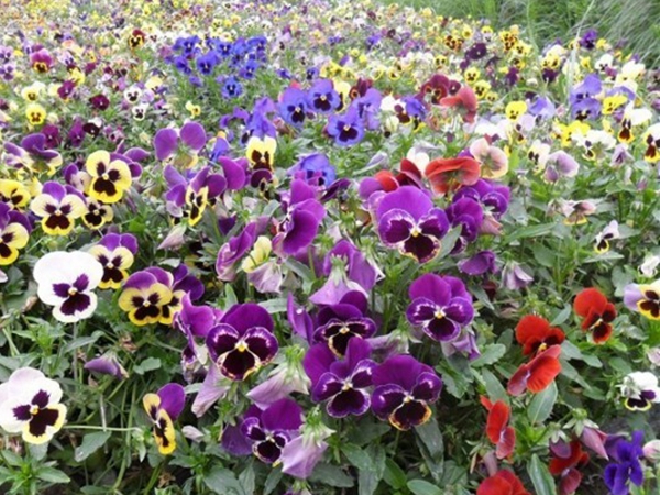 1663985069439494.jpg 三色旋花14.jpg