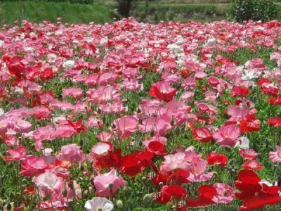 草花种子需要覆土吗？