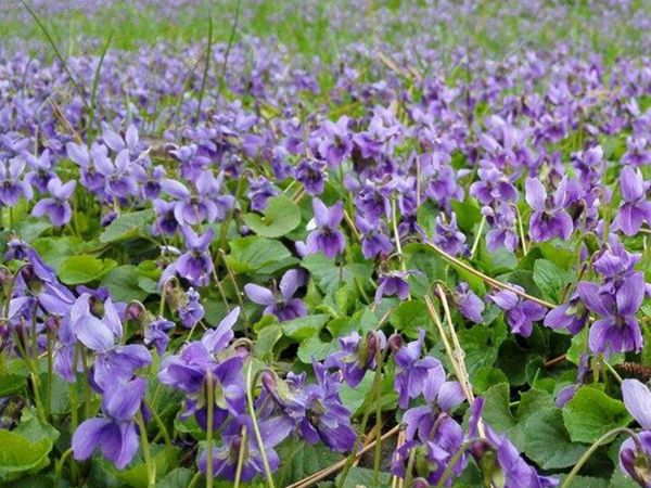 1663992294909415.jpg 紫花地丁20.jpg