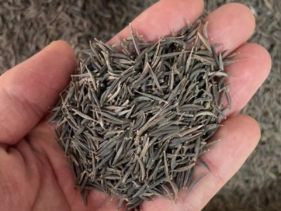 草花种子多少钱一克？