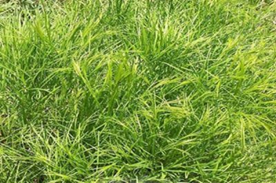 提摩西草和苜蓿草种植