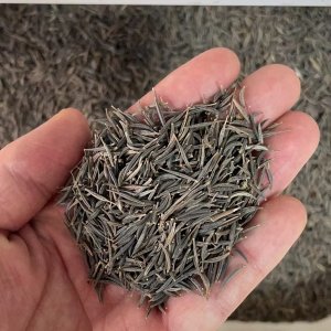 草花种子是几天浇一次水