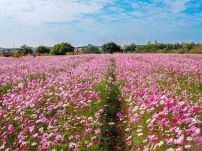 六七月份怎么播种草花种子？