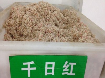千日红草花种子价格？