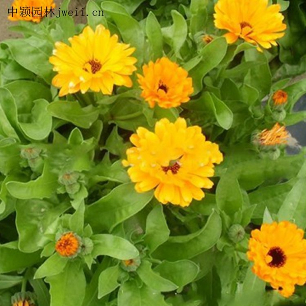 1669710541331203.jpg 黄金菊7_副本.jpg
