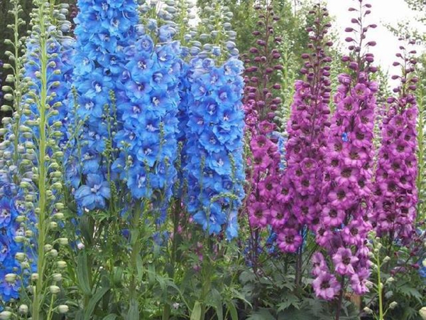 1669711834401430.jpg 飞燕草.jpg