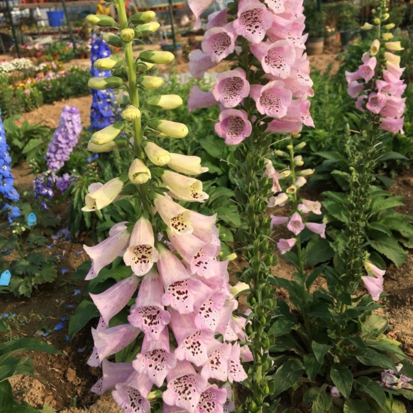 1669711904850981.jpg 飞燕草9.jpg
