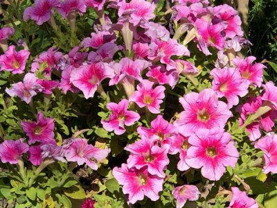 常见草花种子的播种方法